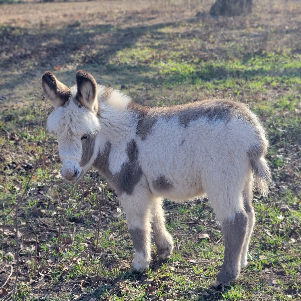 Meet your Posher, Debra